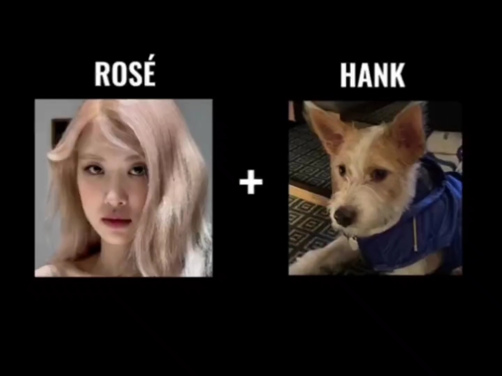 和rose待久了的hank《朴彩英HANK》哔哩哔哩bilibili