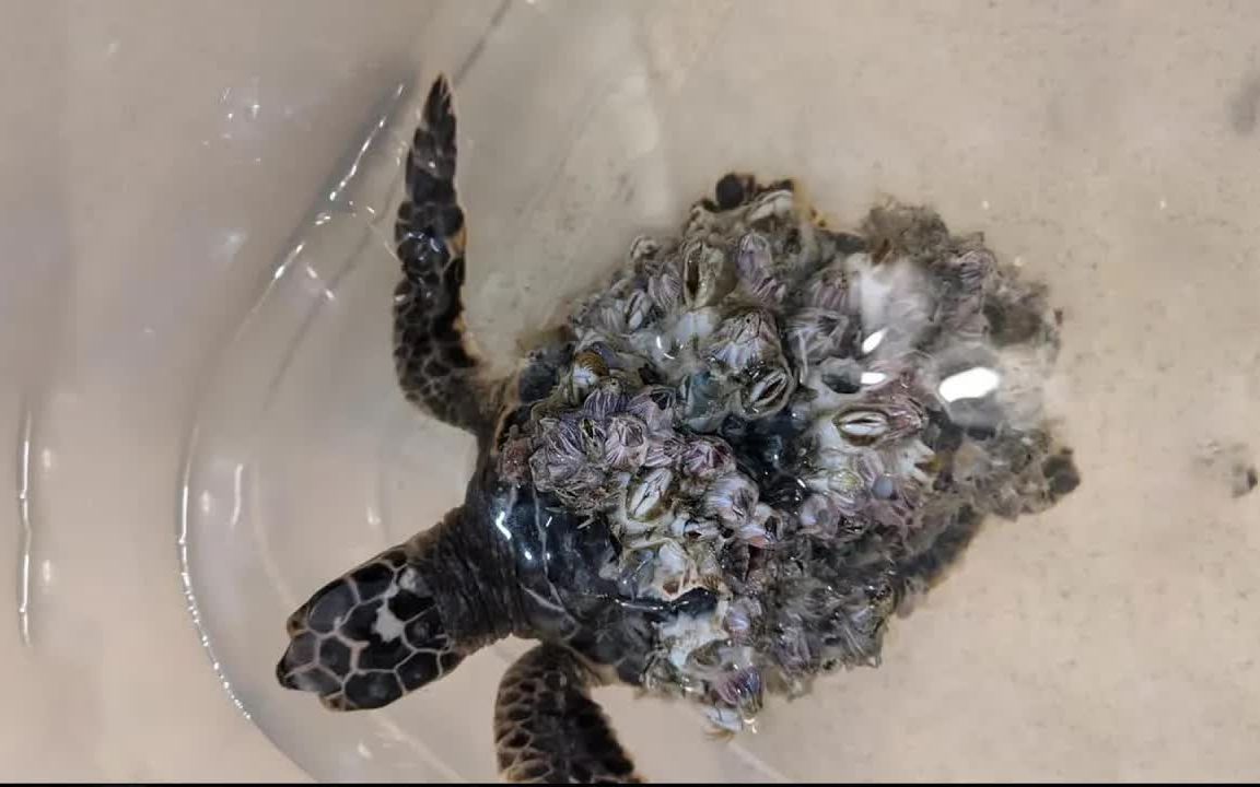 去除海龟的藤壶,拯救海龟