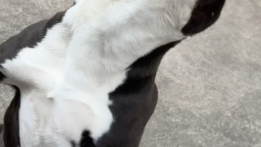 双血统黑白美国斯塔福成母,柯尔特孙,不出证书,能生会带,会看家.