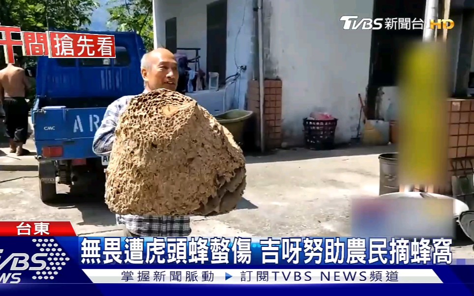 台湾达人摘除60公斤重的虎头蜂窝准备拿来泡酒