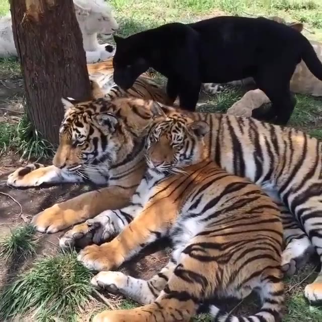 虎狮豹其乐融融