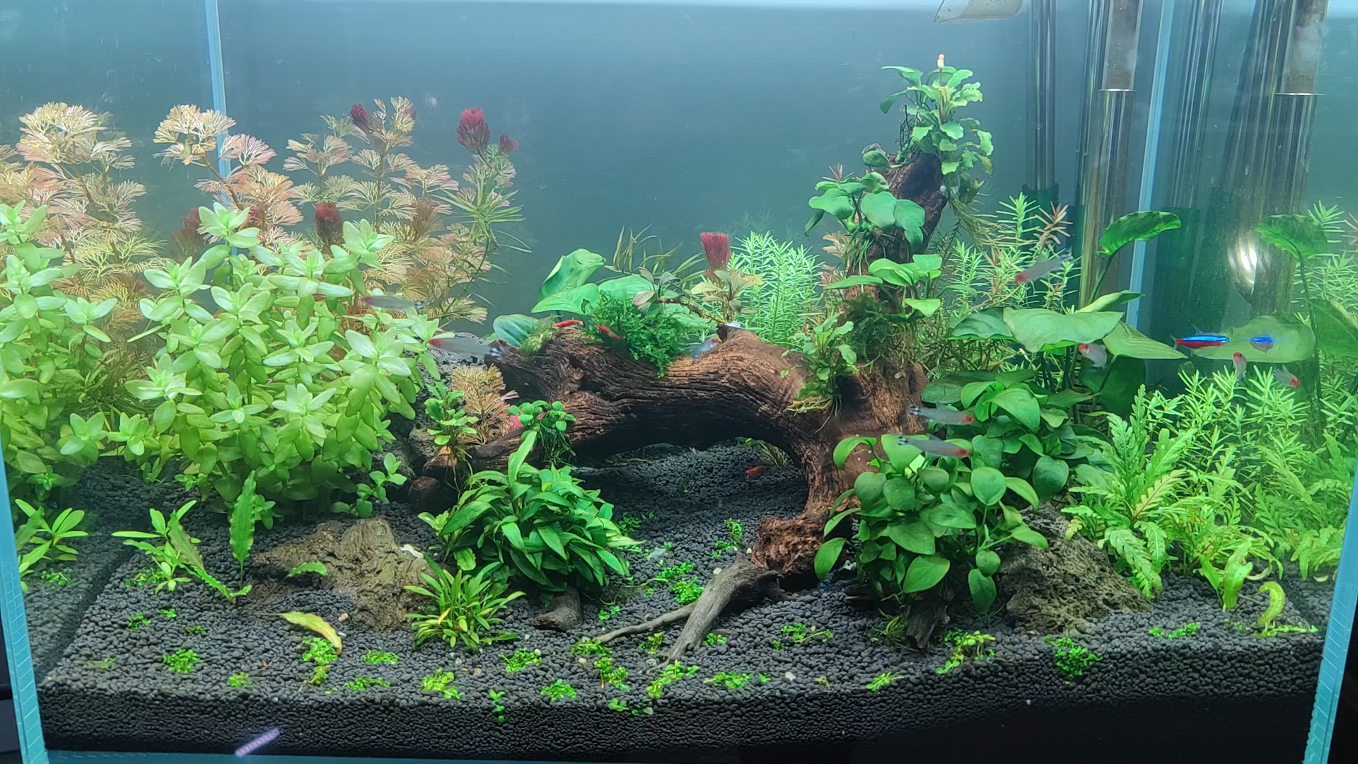 薄荷水族景观鱼缸布景3_哔哩哔哩_bilibili