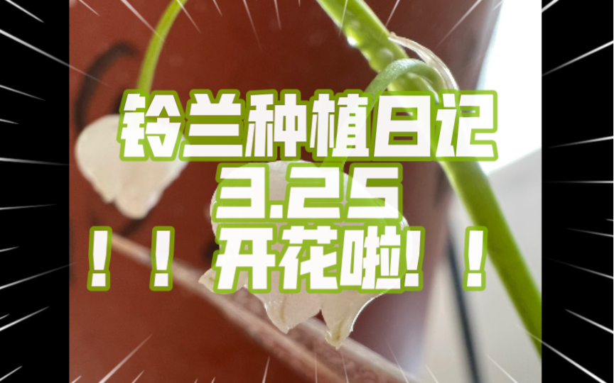 【铃兰种植日记】3.25 宿迁铃兰的花打开啦!!!哔哩哔哩bilibili