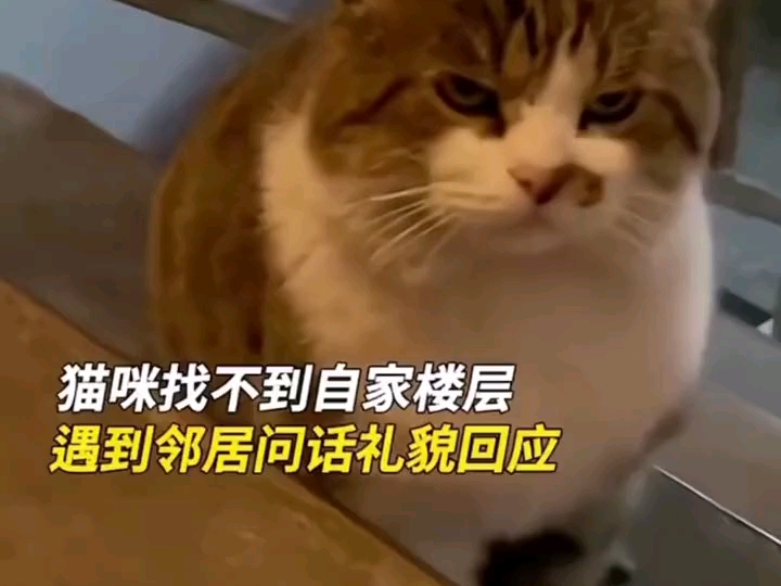 那些懂事的小猫咪哔哩哔哩bilibili