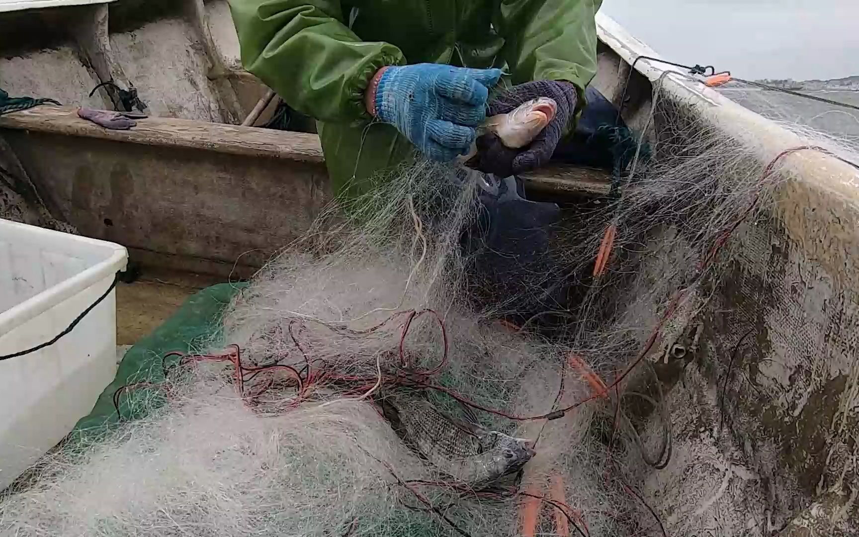 阿阳顶着大风浪出海撒千米巨网,收获果然不小,巴掌大的连抓几条哔哩哔哩bilibili