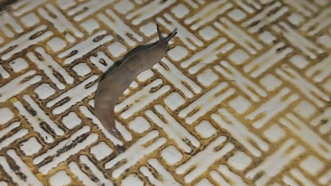 蛞蝓上撒盐,重口味.