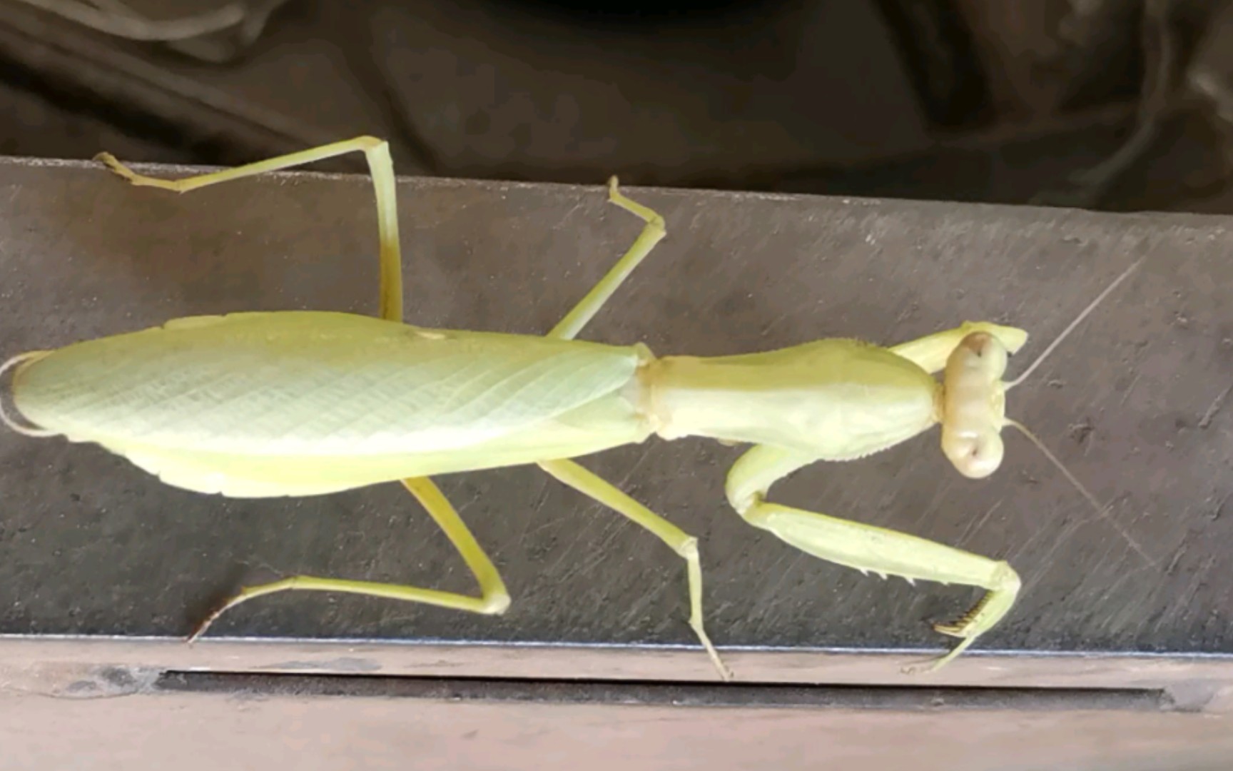 好大一只的肥螳螂