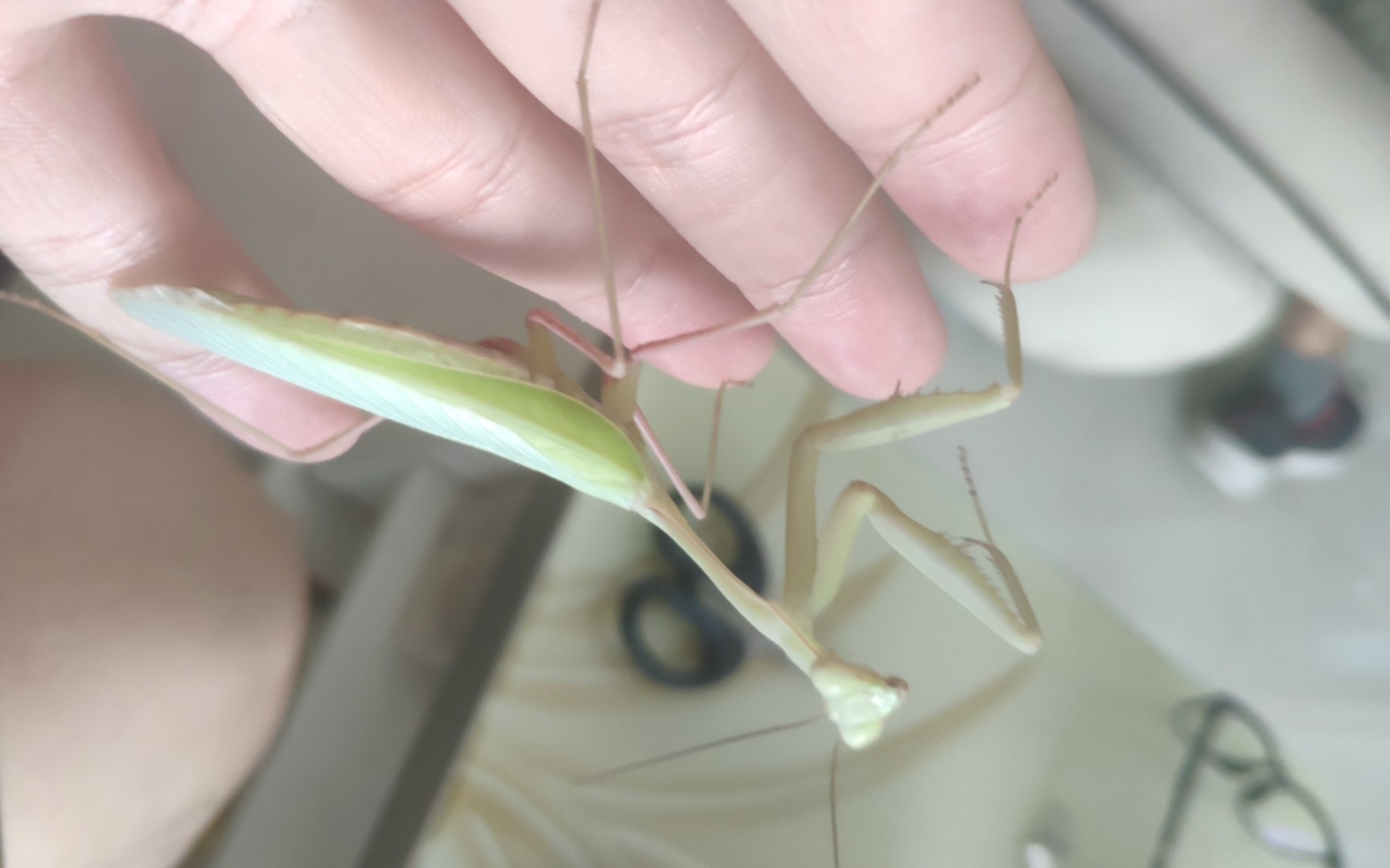 新羽化公印度勇斧螳开食_哔哩哔哩_bilibili