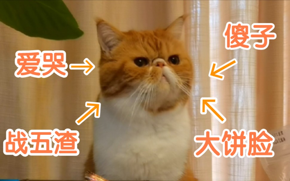 [图]【加菲】养加菲猫的体验