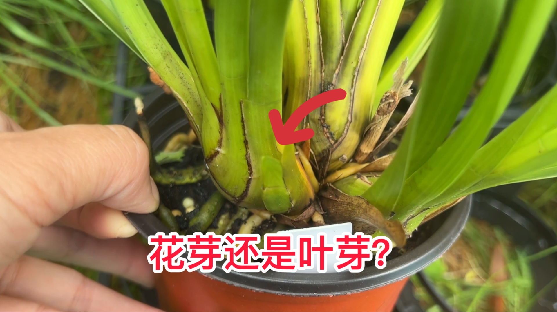 怎样区分大花惠兰的花芽和叶芽?哔哩哔哩bilibili