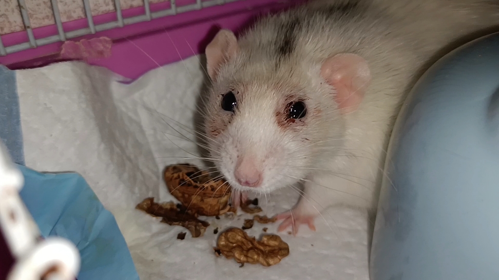 大胖耗子吃核桃