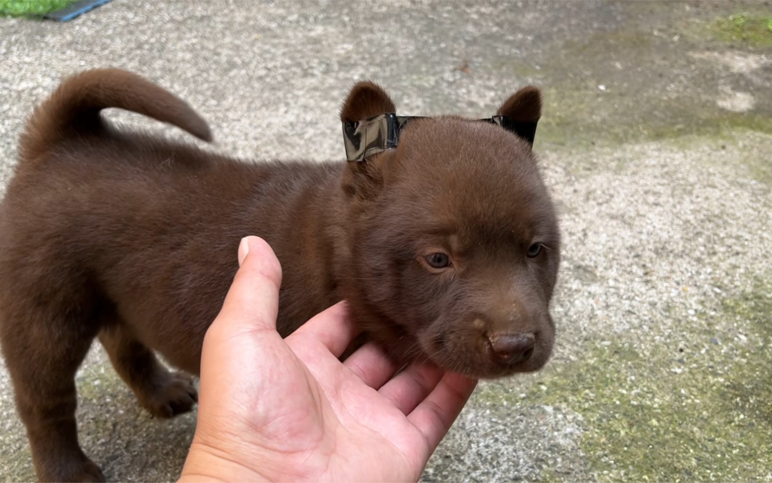 阿科带回来一只山牛红,灵性十足,养犬就要养通人性的犬