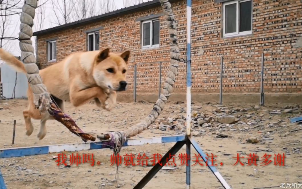 中华田园犬神犬大黄奔跑前行体现了我们军事能力