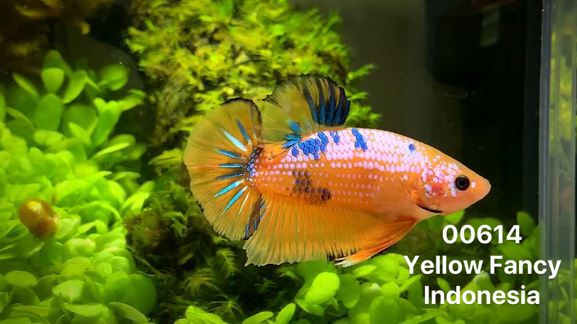 印尼黄底将军斗鱼 身上点缀的蓝色鳞片如同宝石一般 蓝色放射尾也很赞
