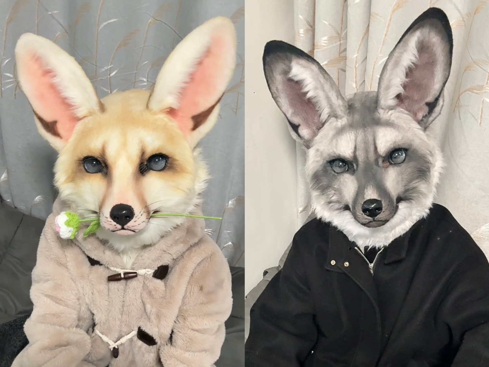 掉落耳廓狐和蝠耳狐