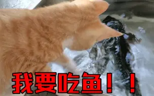 Video herunterladen: 当小猫咪遇到大青鱼🐟，彻底疯狂了！！！