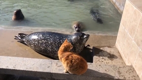 阿巴阿巴海豹被猫猫打 2 哔哩哔哩 つロ干杯 Bilibili