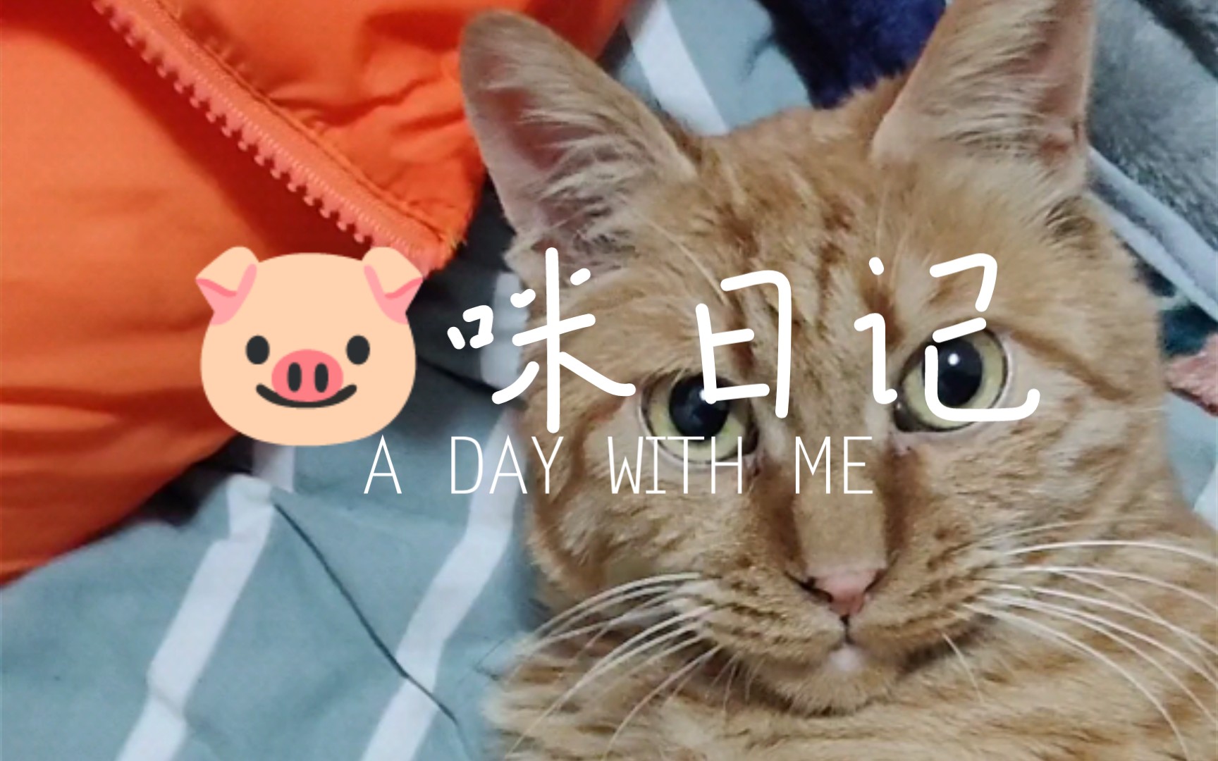 活动  【99咪日记】怀民,你睡了吗