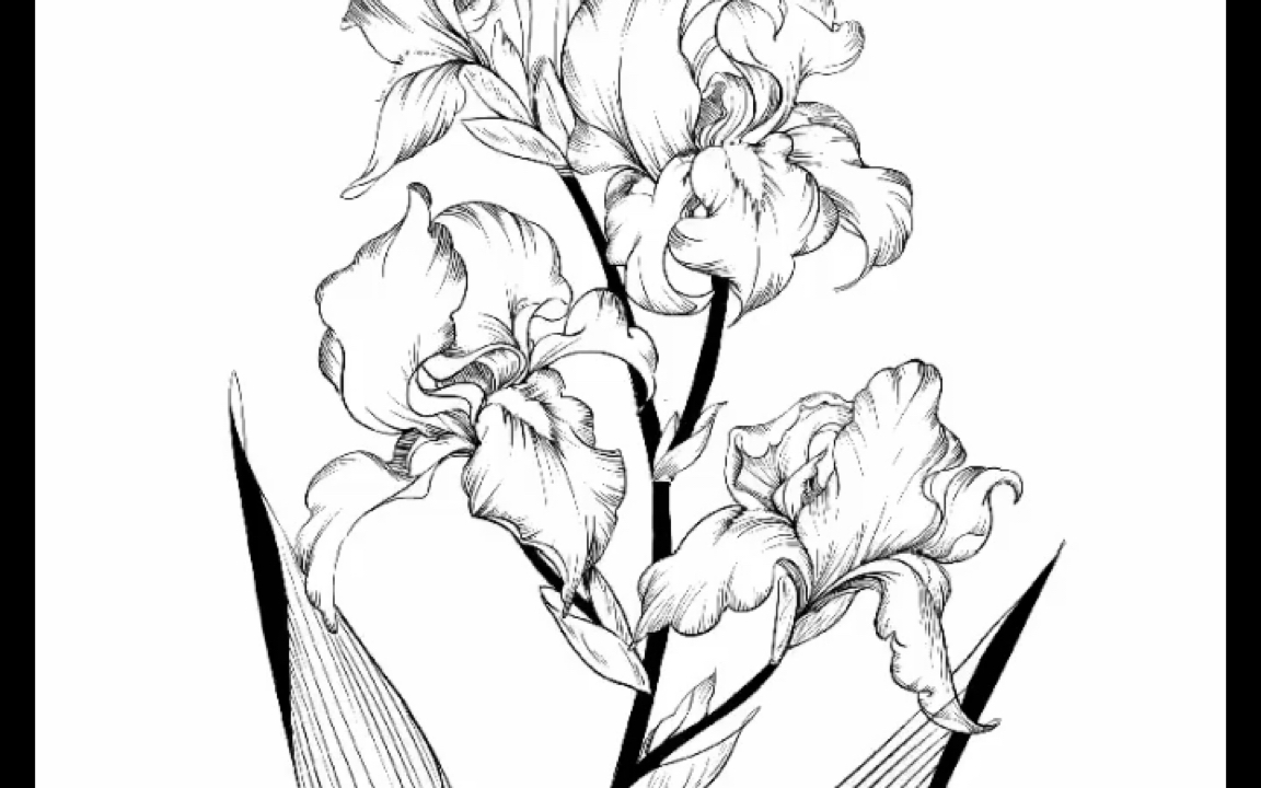 线稿—香根鸢尾