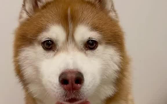 照顾哈礼鹿,有那么亿点点辛苦