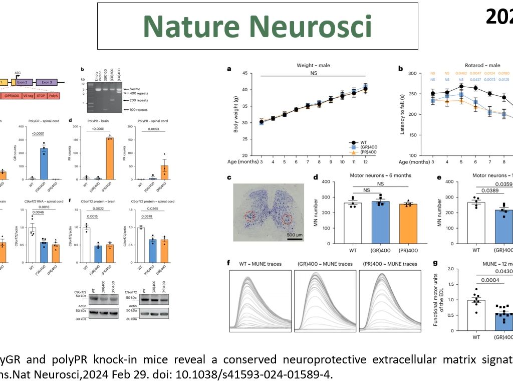 Nature Neurosci—新型ALS/FTD小鼠模型揭示了TGFCOL6A1细胞外基质轴对神经元的保护作用哔哩哔哩bilibili