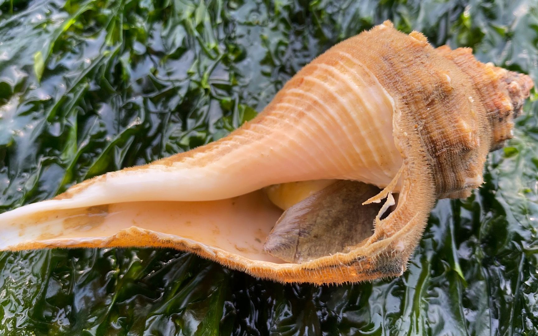 二强赶海,大风天气在海边抓到毛螺,带回家做个小螺号