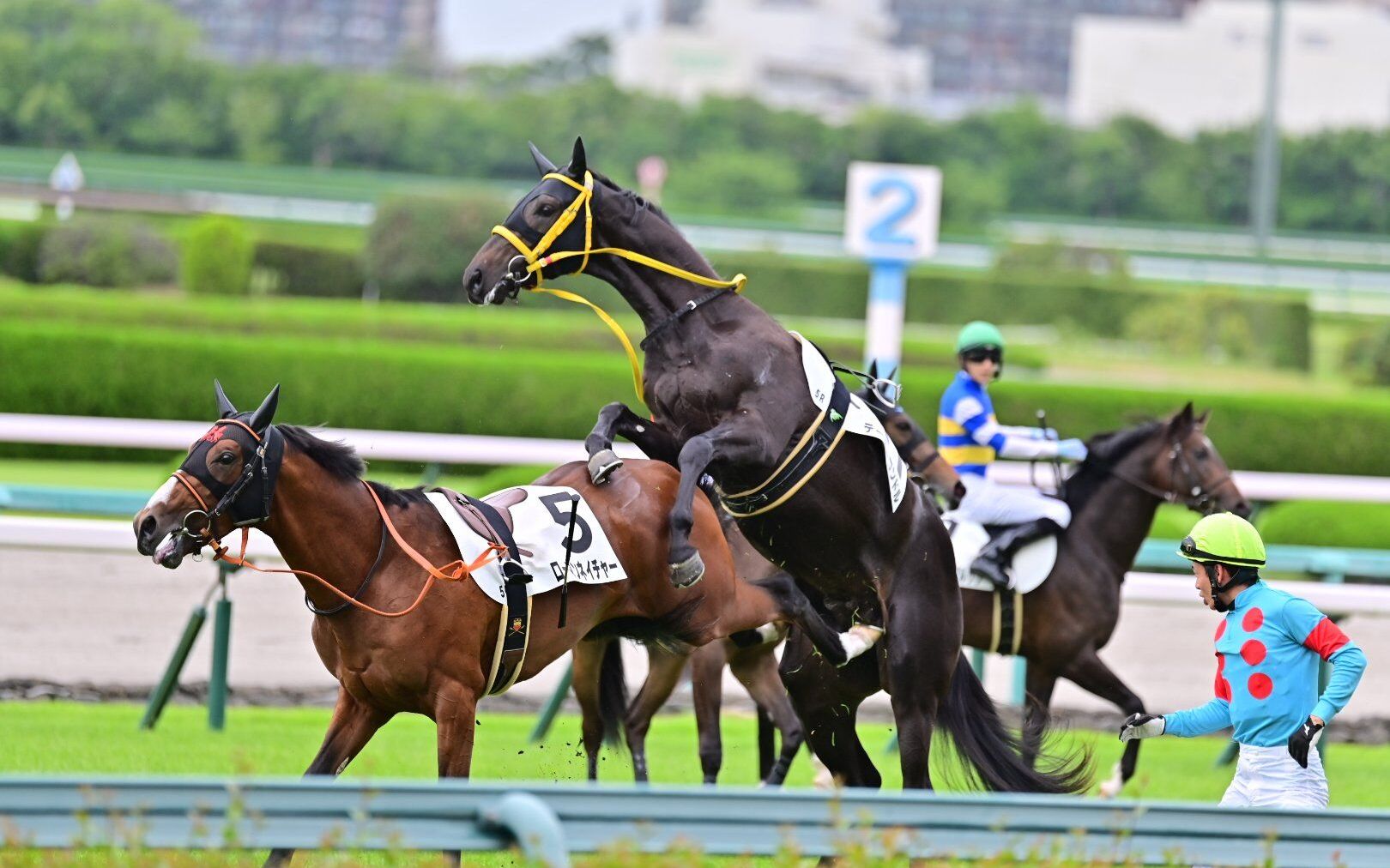 [图]【赛马】大震撼崽被吉兆后代当场雷普 2021.6.27 阪神5R 2岁新马战