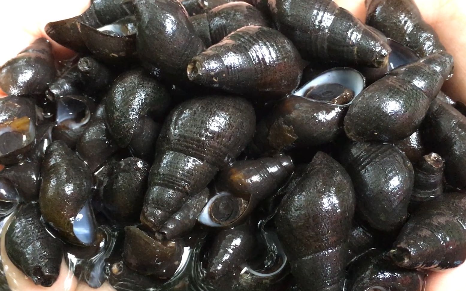 广西农村女孩山涧小河摸石螺,随手一摸一大把,满满的农村记忆!_哔哩