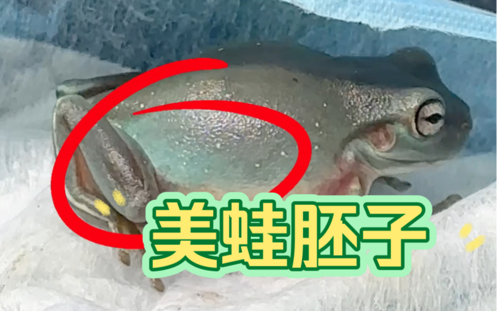 一只美蛙胚子!