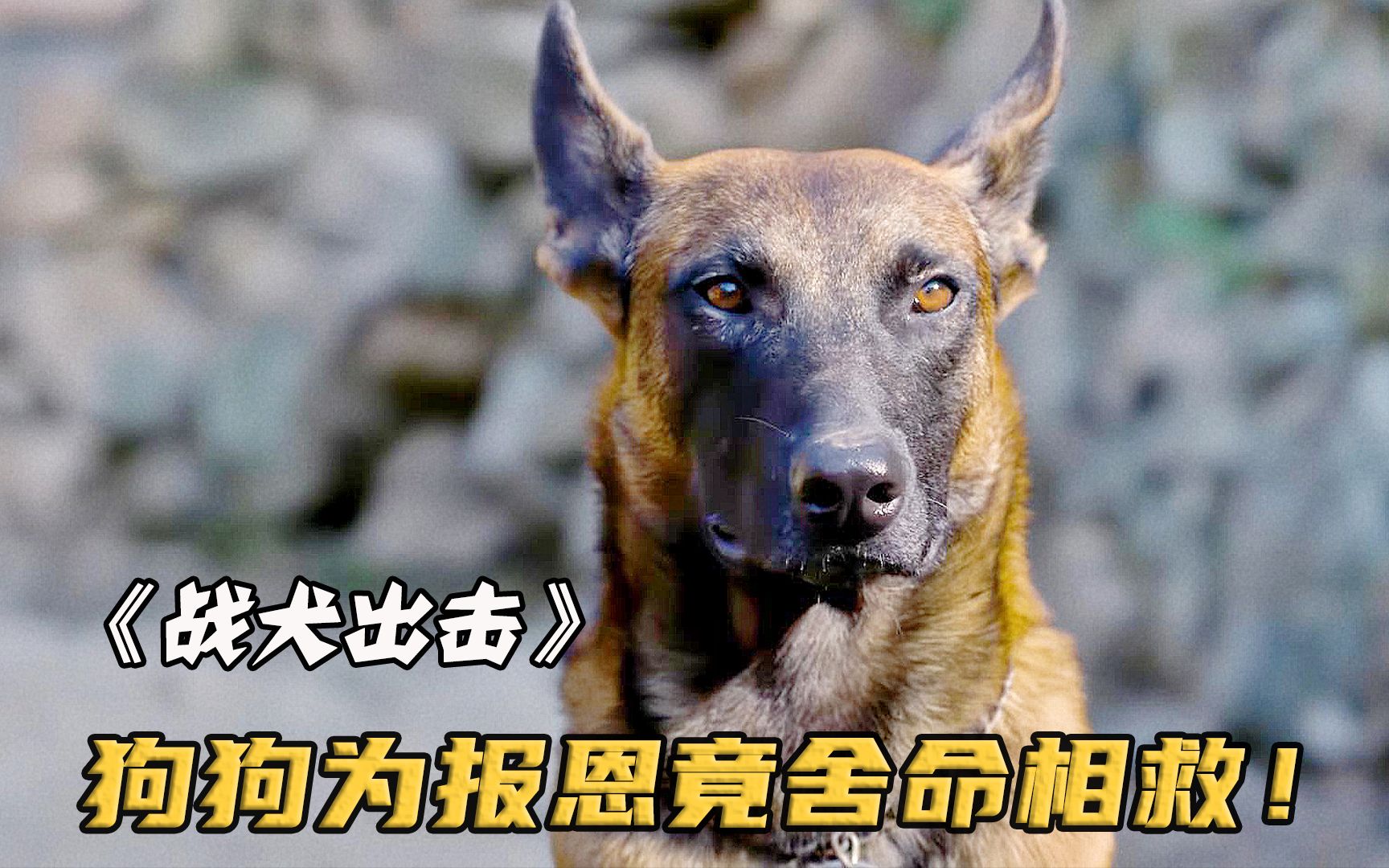 战犬出击2图片