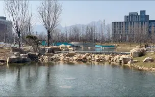 Скачать видео: 西海岸校区的人工湖，等花都开的时候应该会很美的吧