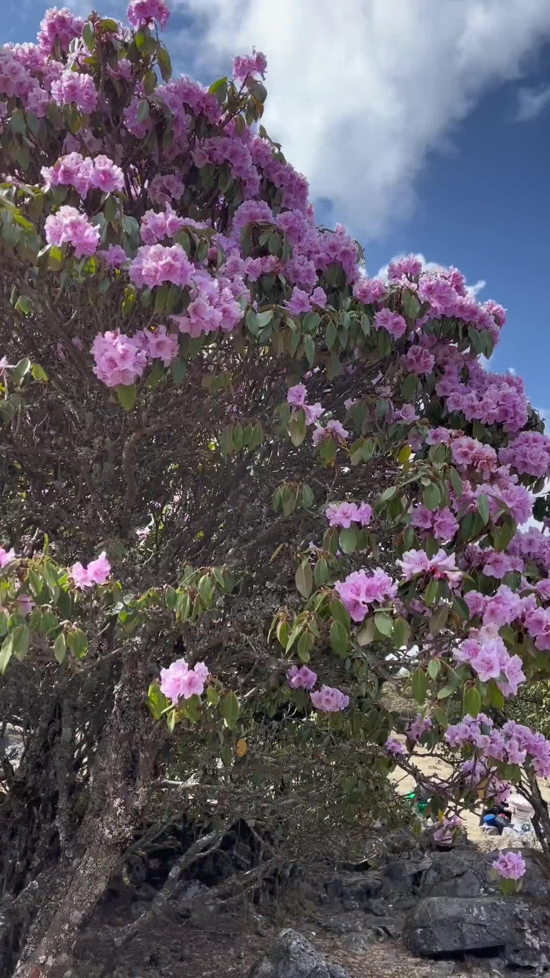 [图]满山花儿在等待美酒飘香在等待民族特色民族文化抖音小助手