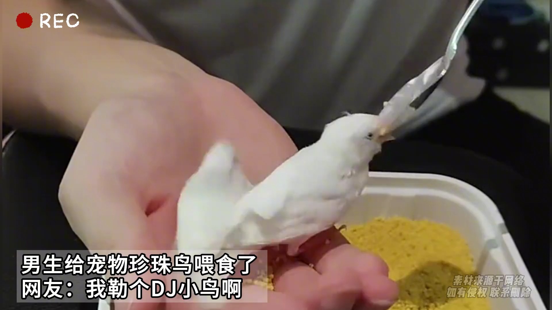 男生给宠物珍珠鸟喂食了 网友:我勒个dj小鸟啊