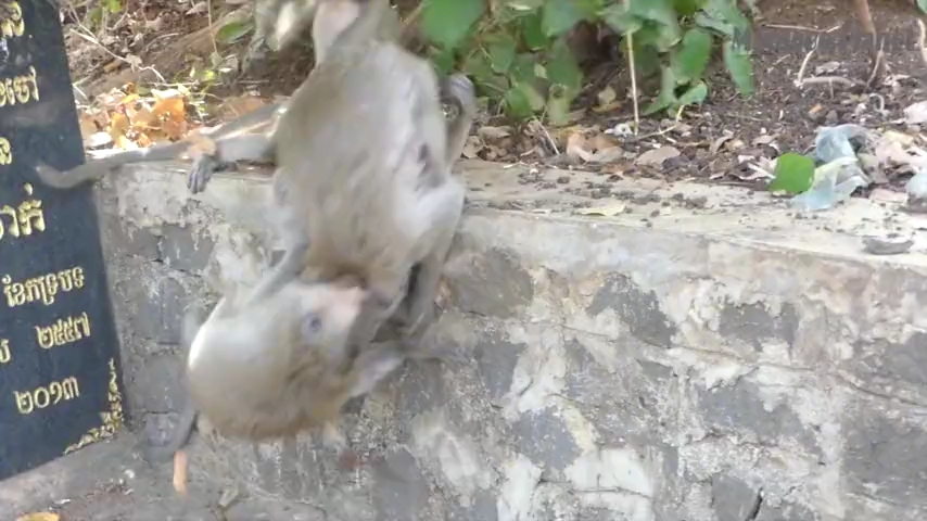 猴子打架太凶残哦连猴的幼崽都不放过一起下口撕咬哔哩哔哩bilibili