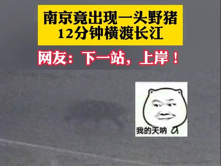 南京竟出现一头野猪12分钟横渡长江 网友:下一站,上岸!哔哩哔哩bilibili