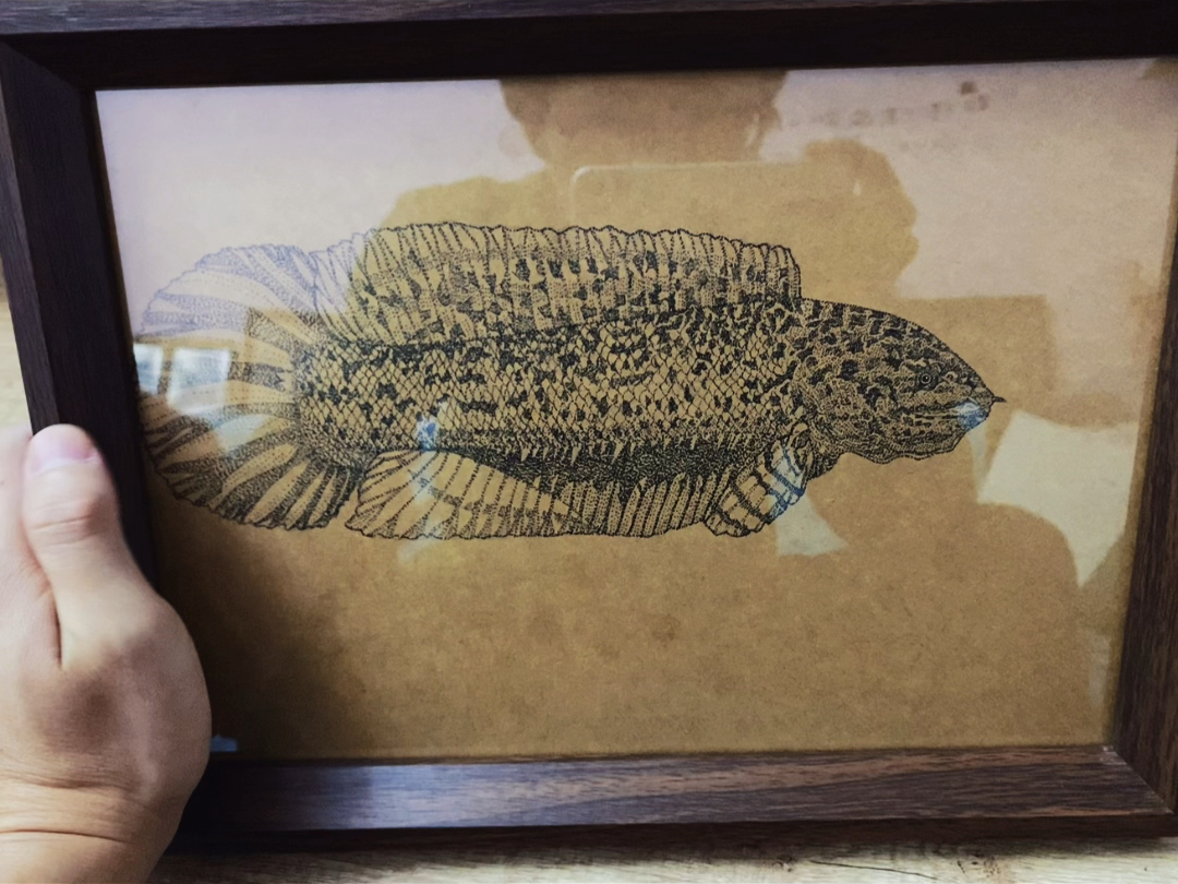 自己手绘黄金眼镜蛇雷龙,这玩意跟蛋龟混养,不知道谁能打得过谁啊.