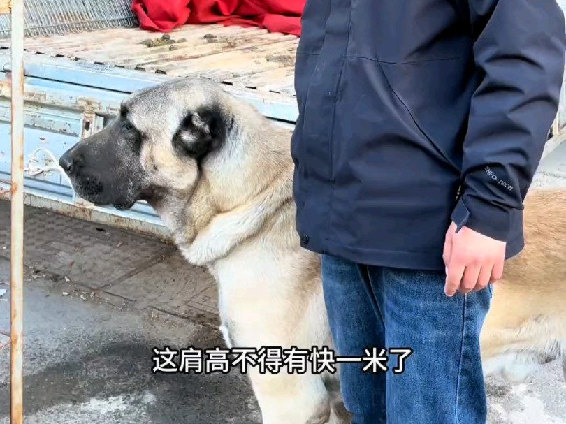 土耳其坎高犬,这体格子…哔哩哔哩bilibili