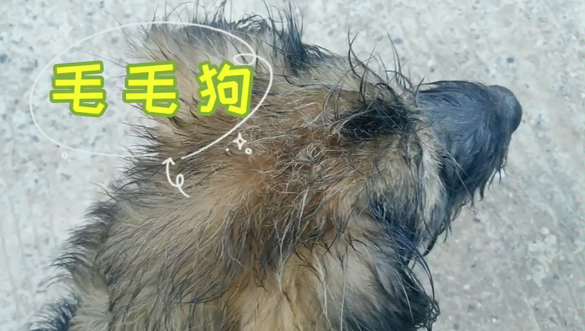 【中华田园犬】——毛毛狗的闲散生活哔哩哔哩bilibili