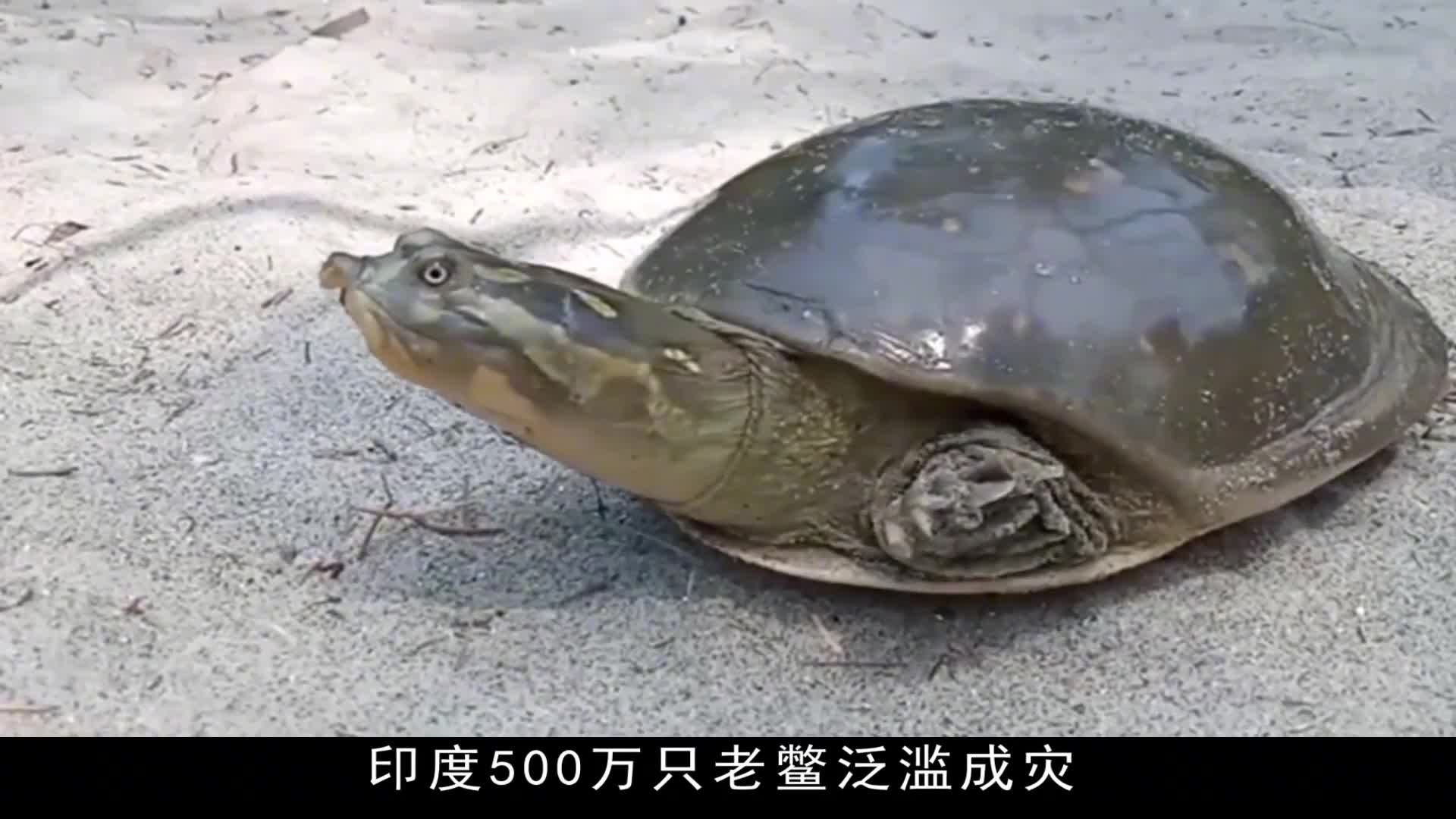 印度500万只恒河鳖泛滥成灾,为何当地人不吃,却总想送给中国?
