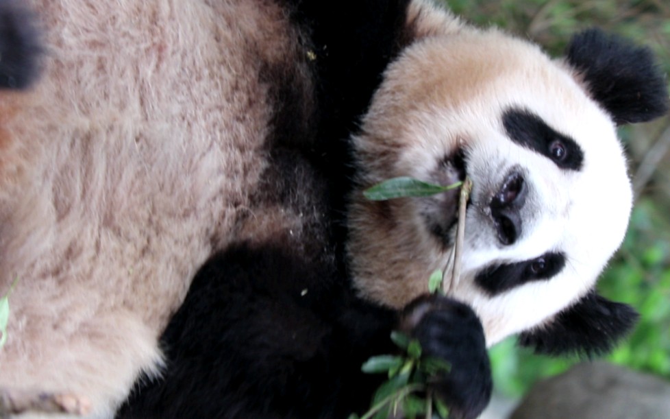 大熊猫雅竹(啃树枝 弹棉花)