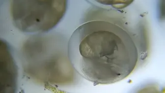 蜗牛是卵生动物 哔哩哔哩 Bilibili