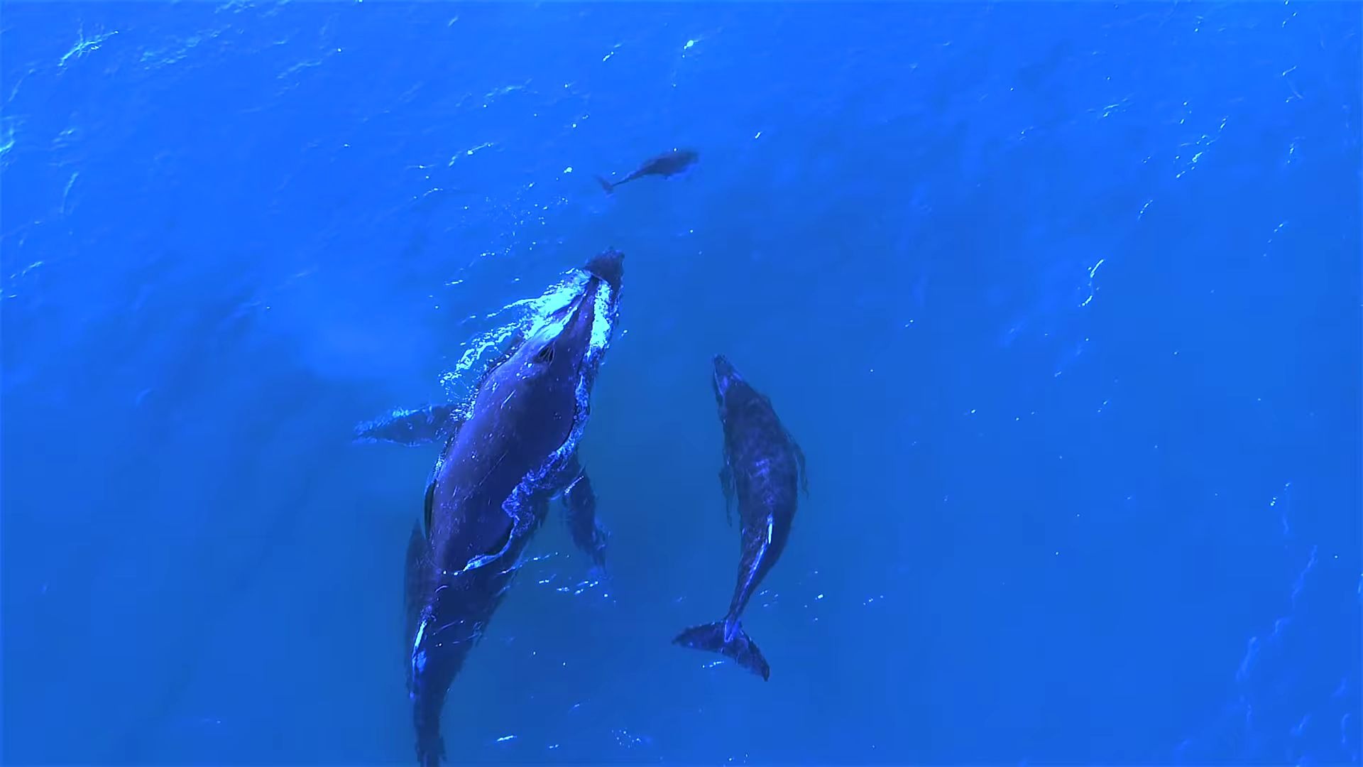 带娃的鲸鱼妈和海豚妈相遇像是聊起了家常聊起了育儿经