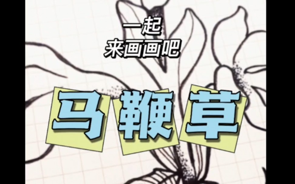 【一支钢笔 · 一花世界】第74枝:马鞭草(沉浸式绘画)