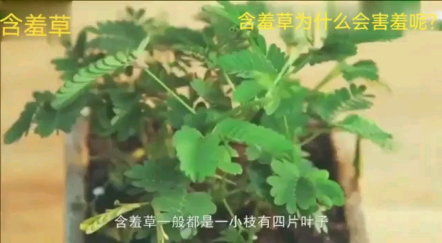 [图]它为什么会害羞？