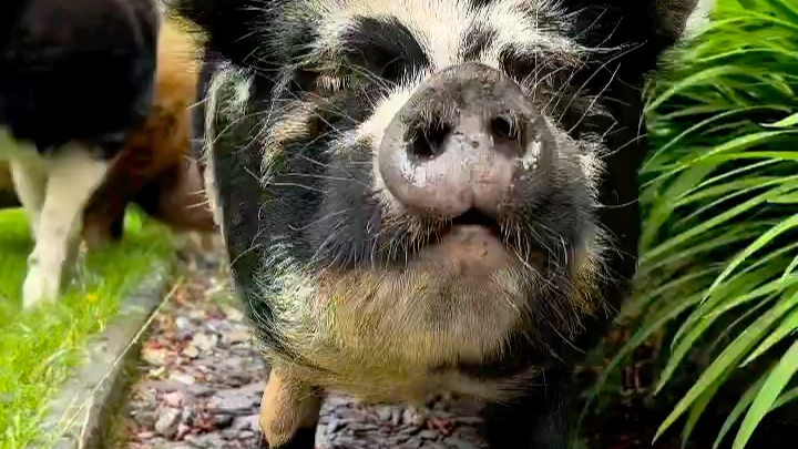 【这里都是昆昆猪】你的后院已经被昆昆占领啦_哔哩哔哩_bilibili