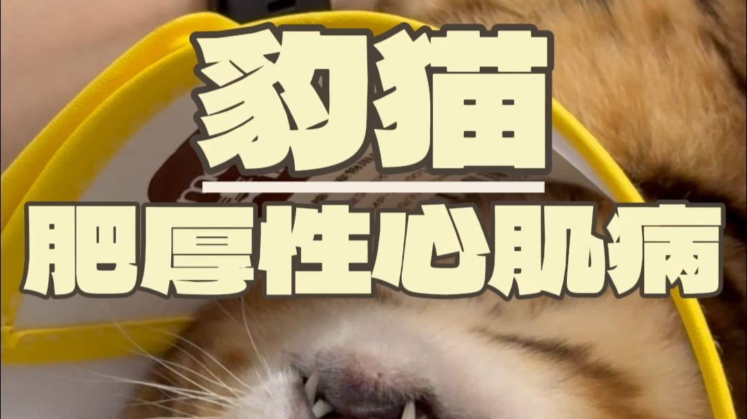 当个兽医压力有多大？？？