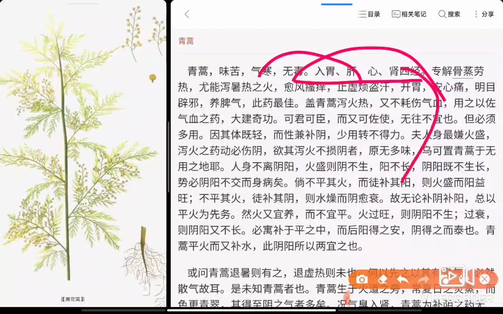 陈士铎讲,青蒿.溢美之辞,不绝于口!哔哩哔哩bilibili