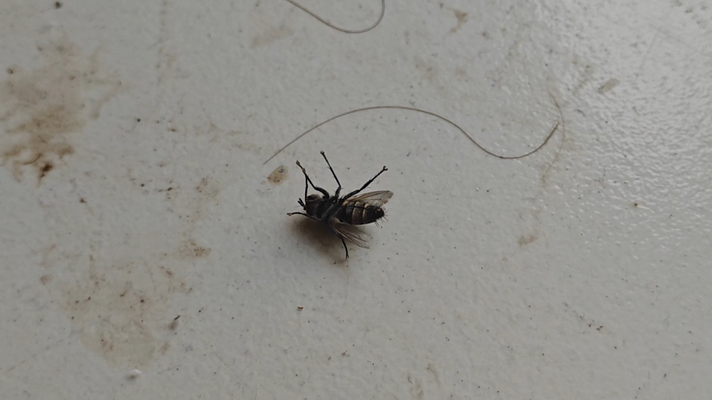 正在摆动几条腿的德川苍蝇