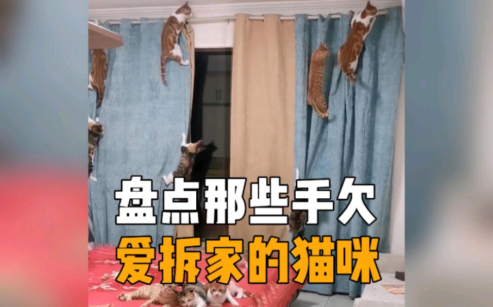 [图]盘点那些手欠爱拆家的猫咪，猫咪：我妈已经三天没有打我了！