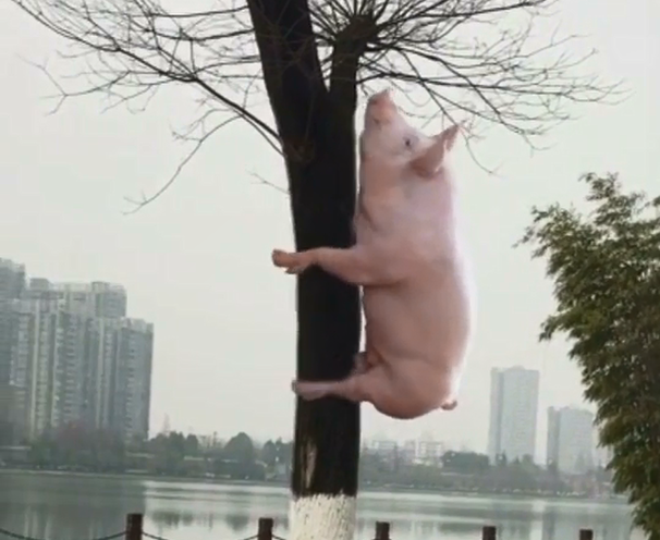 公猪上树图片